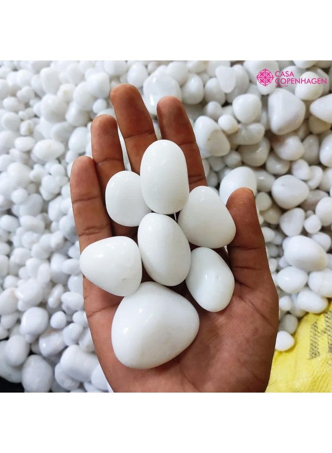 CASA COPENHAGEN حجارة نهرية مصقولة بيضاء كبيرة من كاسا كوبنهاجن (بيضاء، 2 كجم مصقولة) (2.5 سم - 4 سم) لتزيين المنزل، حوض السمك، الحديقة، وحوض السباحة - Image 2