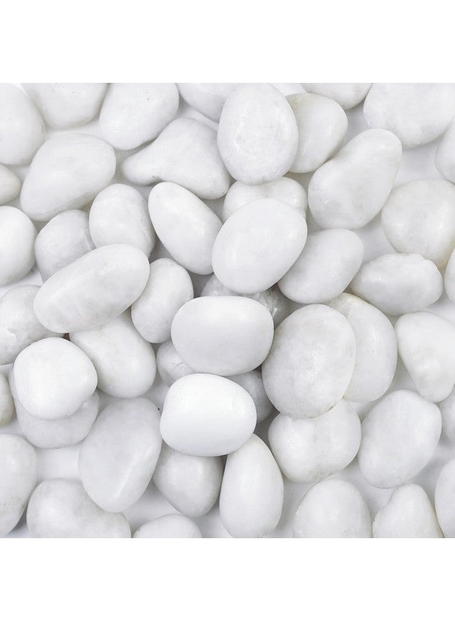 CASA COPENHAGEN حجارة نهرية مصقولة بيضاء كبيرة من كاسا كوبنهاجن (بيضاء، 2 كجم مصقولة) (2.5 سم - 4 سم) لتزيين المنزل، حوض السمك، الحديقة، وحوض السباحة - Image 1