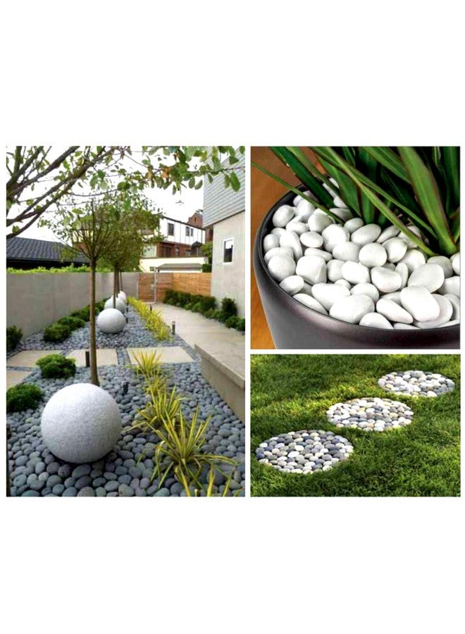 CASA COPENHAGEN حجارة نهرية مصقولة بيضاء كبيرة من كاسا كوبنهاجن (بيضاء، 2 كجم مصقولة) (2.5 سم - 4 سم) لتزيين المنزل، حوض السمك، الحديقة، وحوض السباحة - Image 4