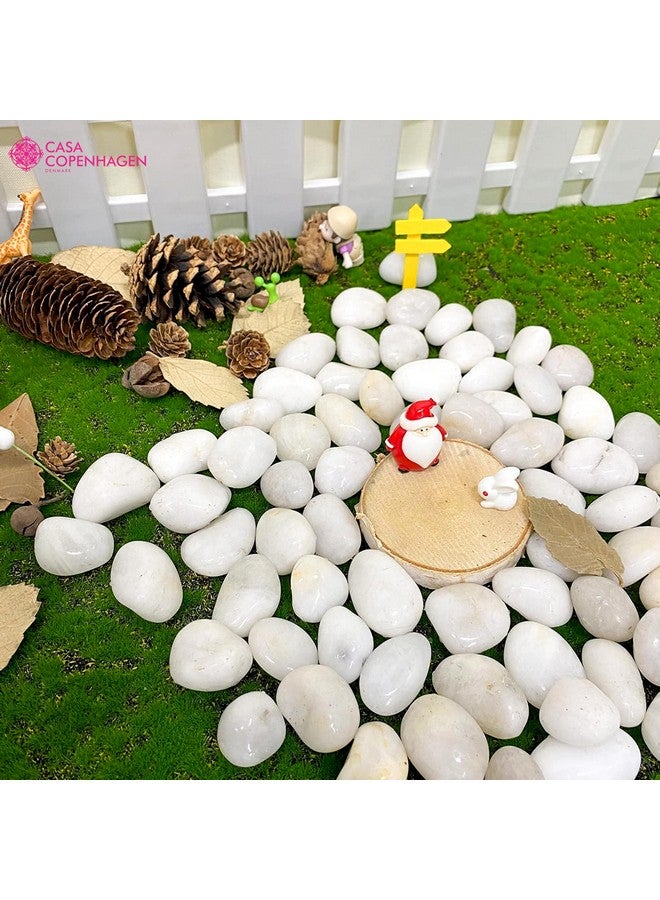 CASA COPENHAGEN حجارة نهرية مصقولة بيضاء كبيرة من كاسا كوبنهاجن (بيضاء، 2 كجم مصقولة) (2.5 سم - 4 سم) لتزيين المنزل، حوض السمك، الحديقة، وحوض السباحة - Image 3