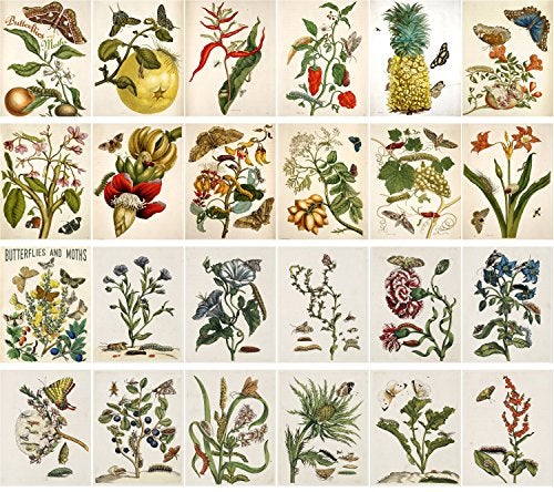 PIXILUV Vintage PostCards 24 pcs Butterfly and Moths Vintage Botannical Book Illustration - Image 2