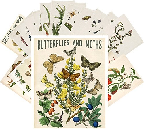 PIXILUV Vintage PostCards 24 pcs Butterfly and Moths Vintage Botannical Book Illustration - Image 4