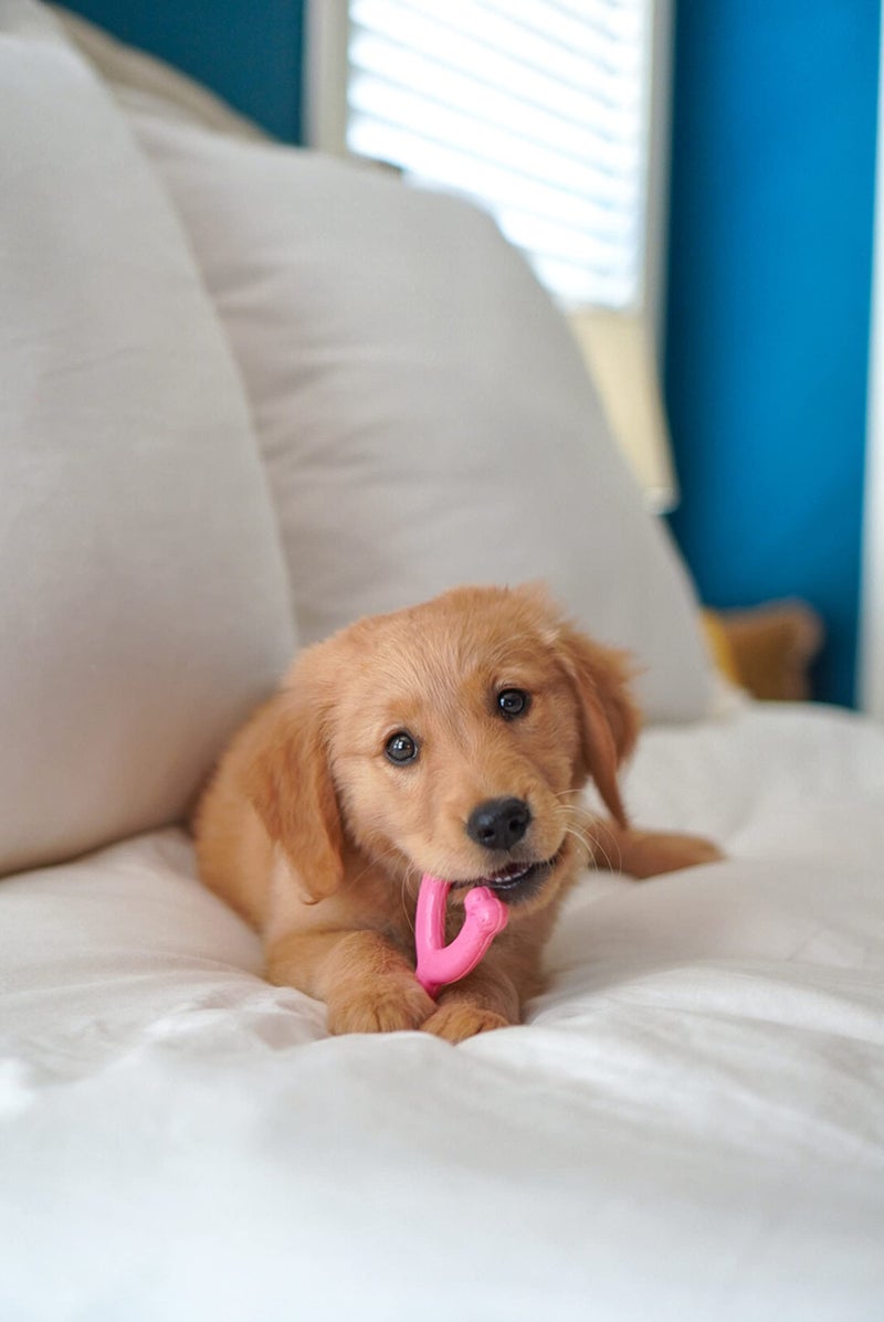 Nylabone Wishbone Puppy Chew Toy, Toys for Teething Puppies, Pink, Chicken Flavor, X-Small - Up to 15 lbs, 1 Count - Image 2