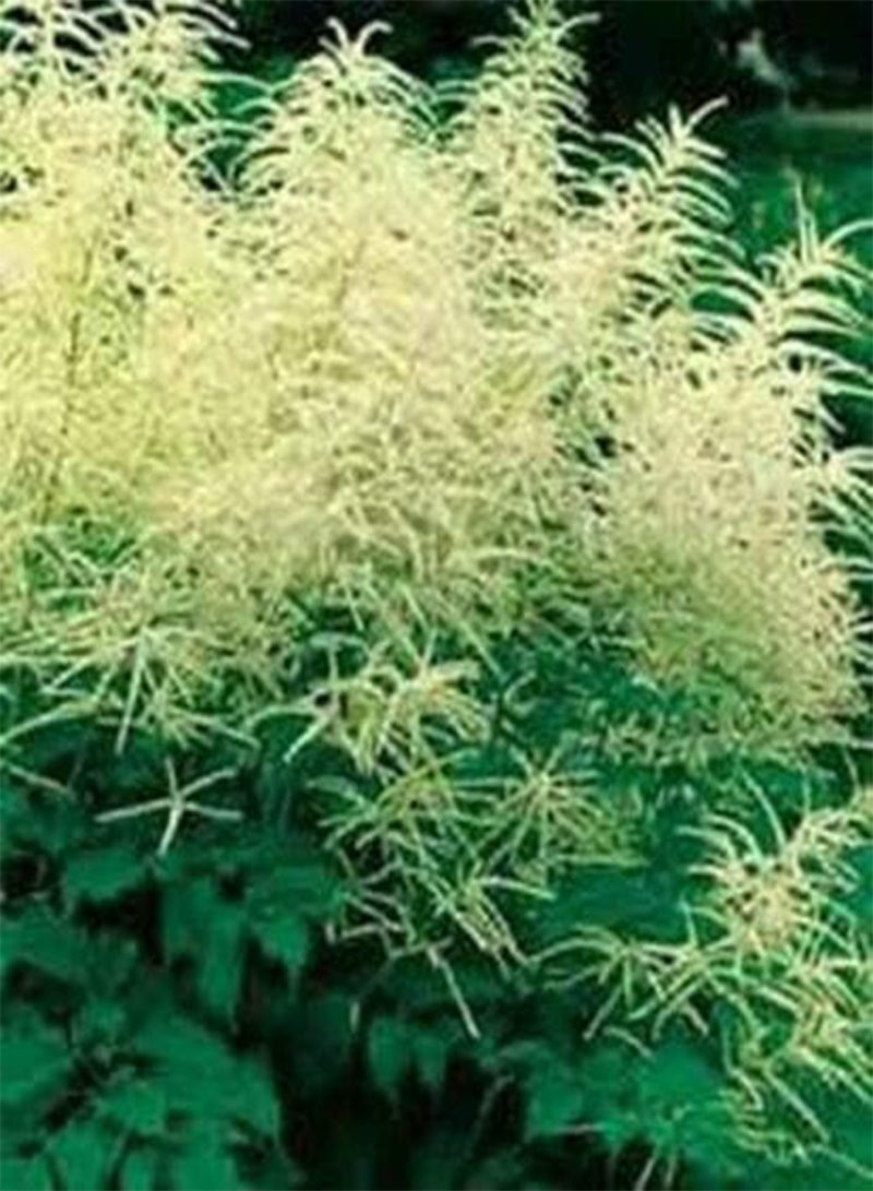 GGOOT Goat's Beard- Cream-Aruncus (Aethusifolius Dioicus)-100 Seeds - Image 1
