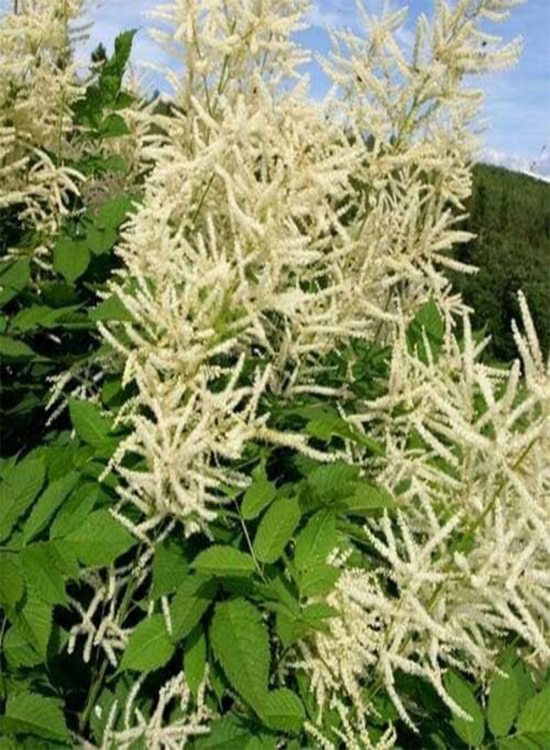 GGOOT Goat's Beard- Cream-Aruncus (Aethusifolius Dioicus)-100 Seeds - Image 2