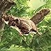 Folkmanis Flying Squirrel Hand Puppet Brown 1 EA - Image 4