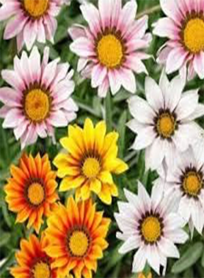 GGOOT seeds Fresh 100 Pcs Gazania Rigens Flower seeds for Planting Mixed