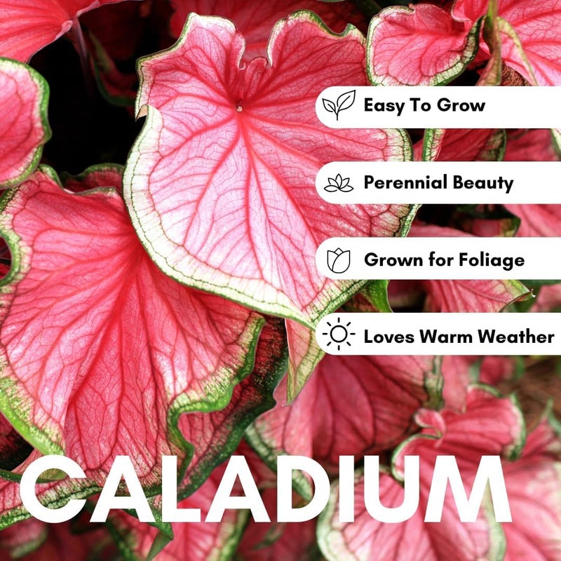 CZ Grain 2 Tapestry Caladium Bulbs for Planting - Beautiful Leafs Stand Out - Does Well Indoors - Image 2