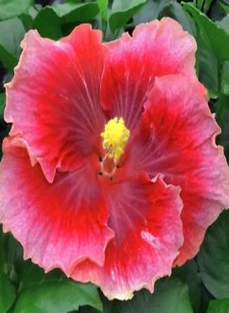 جي جوت 50 قطعة/حقيبة من بذور الكركديه المزهرة جيدًا والنمو السريع والصديقة للبيئة وبذور الكركديه الحمراء لنباتات البونساي وشتلات الكركديه سهلة الزراعة - Image 3