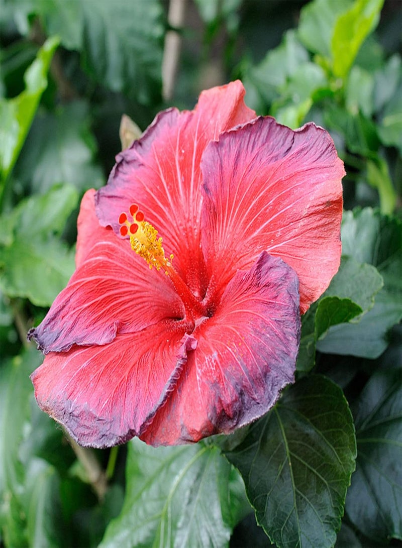 جي جوت 50 قطعة/حقيبة من بذور الكركديه المزهرة جيدًا والنمو السريع والصديقة للبيئة وبذور الكركديه الحمراء لنباتات البونساي وشتلات الكركديه سهلة الزراعة - Image 5