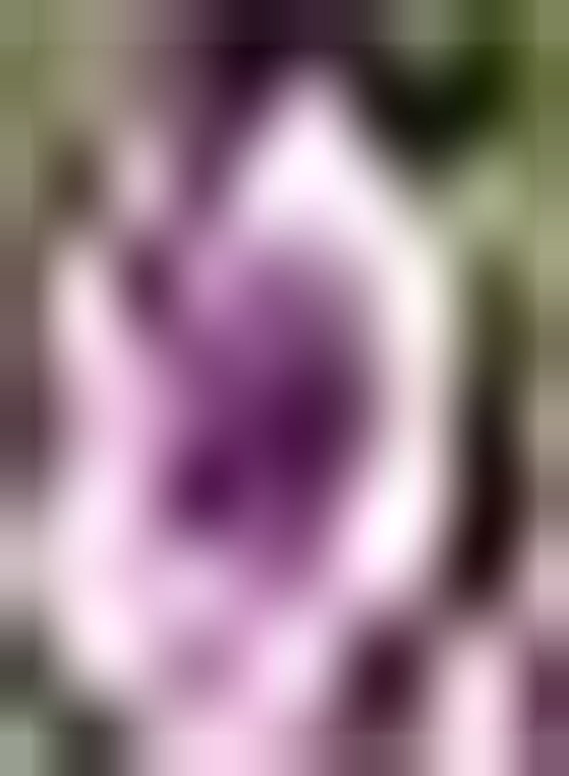 GGOOT 100pcs Purple Rose Seeds Home Gardening Decoration Perennial Make Cut Flower Bouquets Low Maintenance Wide Range of Uses Window Sill Decoration - Image 2