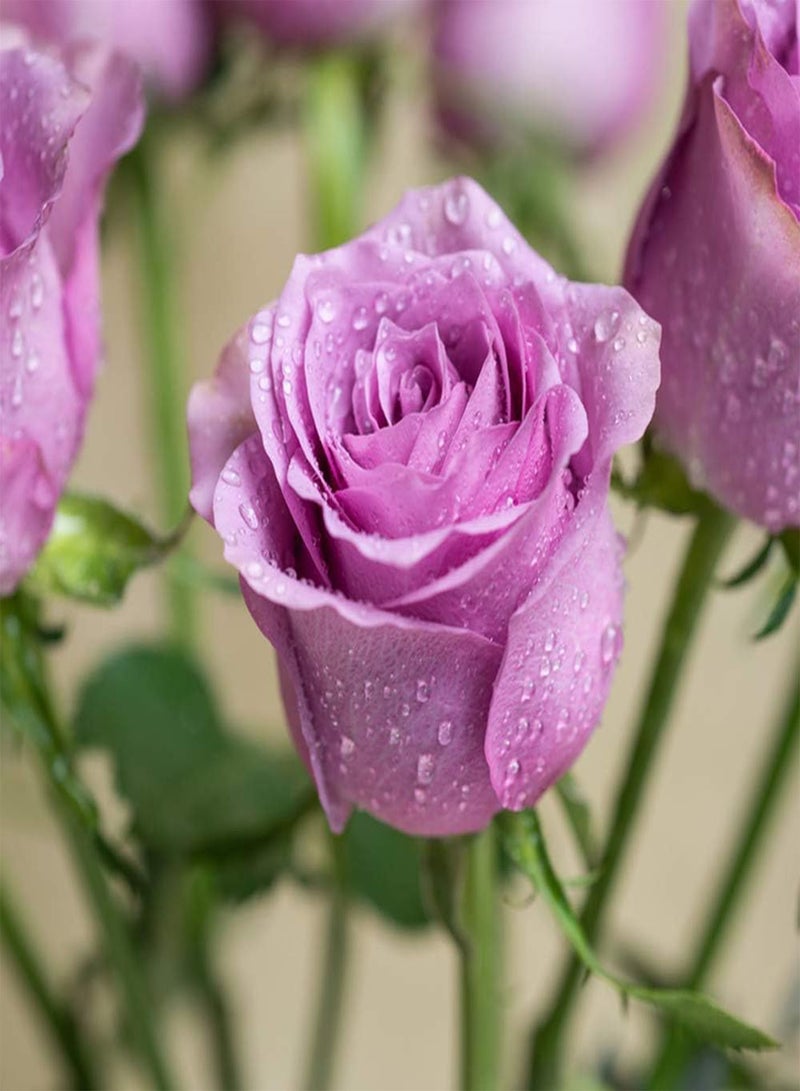 GGOOT 100pcs Purple Rose Seeds Home Gardening Decoration Perennial Make Cut Flower Bouquets Low Maintenance Wide Range of Uses Window Sill Decoration - Image 1