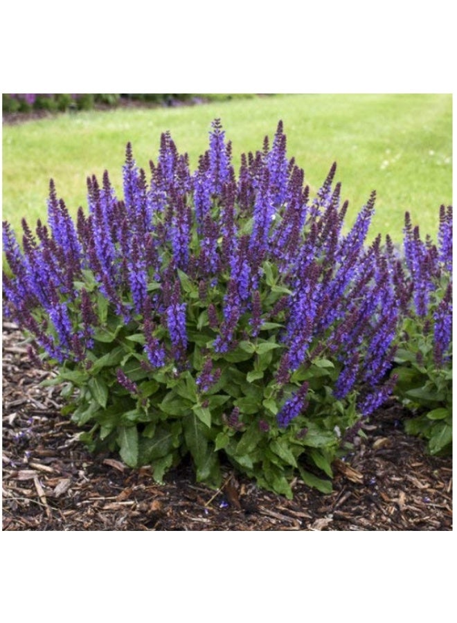 500Pcs Herb Sage Seeds Salvia Seeds For Home Garden Planting - Image 1