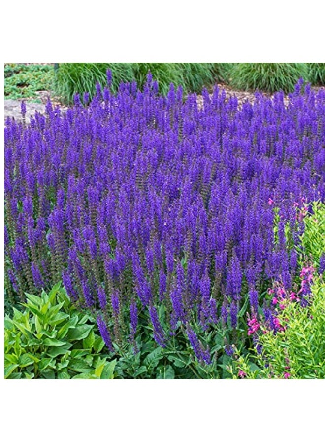 500Pcs Herb Sage Seeds Salvia Seeds For Home Garden Planting - Image 2