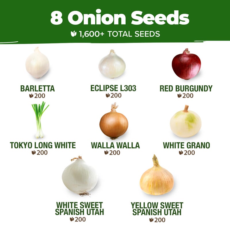 HOME GROWN 8 Onion Seeds for Planting 1,600 Heirloom Vegetable Seeds Grow Sweet, Yellow, Red, Spanish, Green & Vidalia Onions in Outdoor or Indoor Home Garden - Image 2
