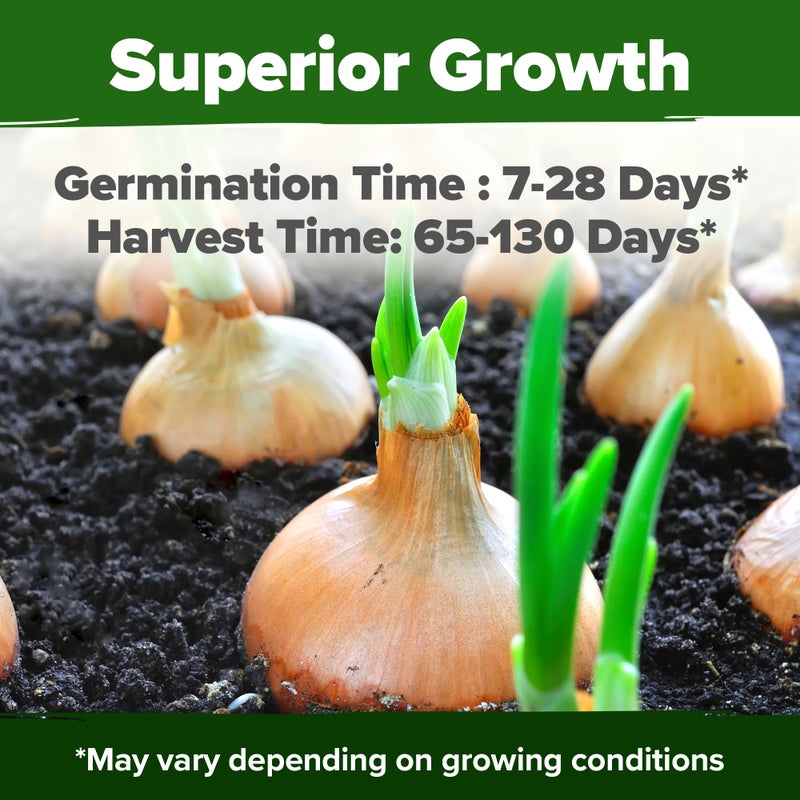 HOME GROWN 8 Onion Seeds for Planting 1,600 Heirloom Vegetable Seeds Grow Sweet, Yellow, Red, Spanish, Green & Vidalia Onions in Outdoor or Indoor Home Garden - Image 4
