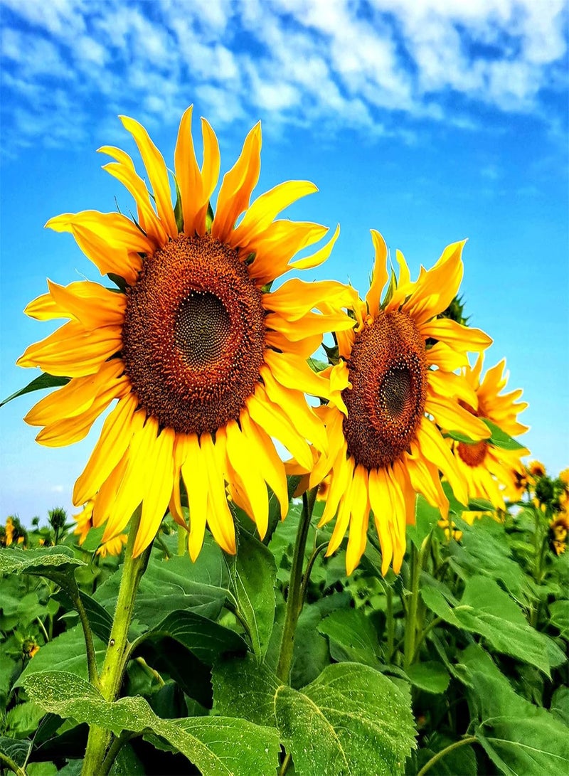 GGOOT Wild Sunflower Seeds Summer Garden Potted Plants Soil-Grown Plants Elegant Bright Color Nature Clear Gift Grow Fast-200 pcs 