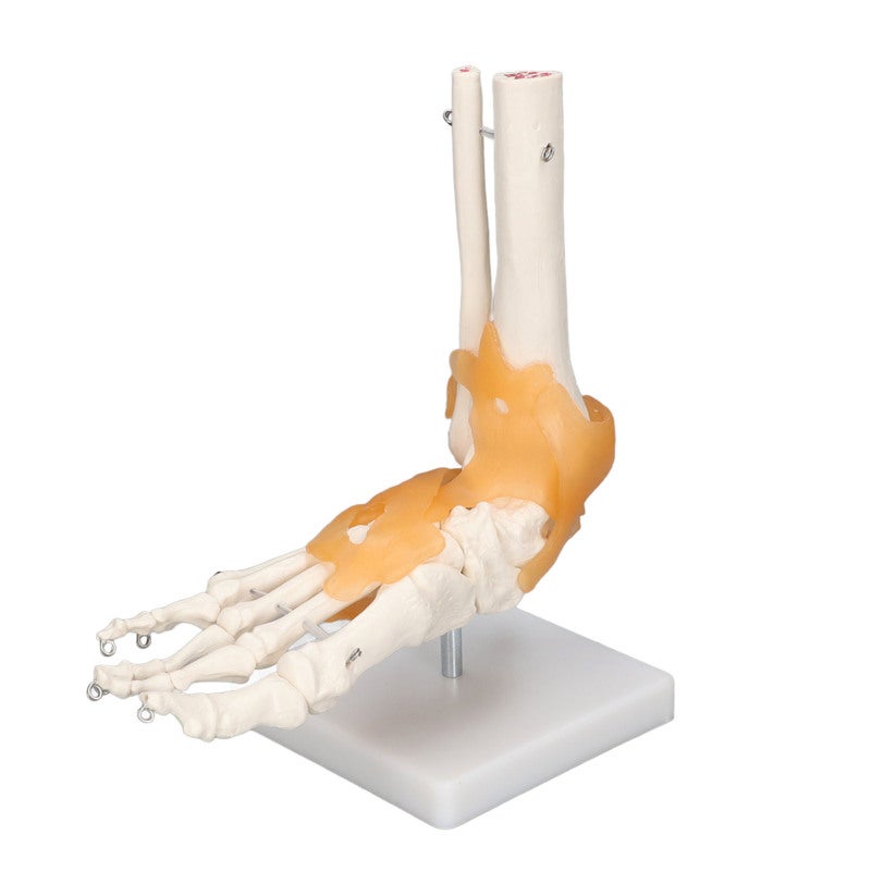 1:1 Life Size Anatomical Foot Skeleton - Accurate Flexible Durable Anatomical Foot Model for Anatomy Students Art Reference Medical Teaching Halloween Decor - Image 1