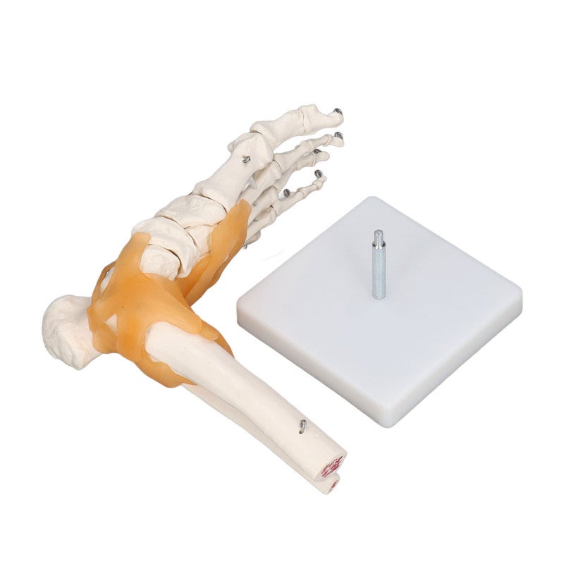 1:1 Life Size Anatomical Foot Skeleton - Accurate Flexible Durable Anatomical Foot Model for Anatomy Students Art Reference Medical Teaching Halloween Decor - Image 4