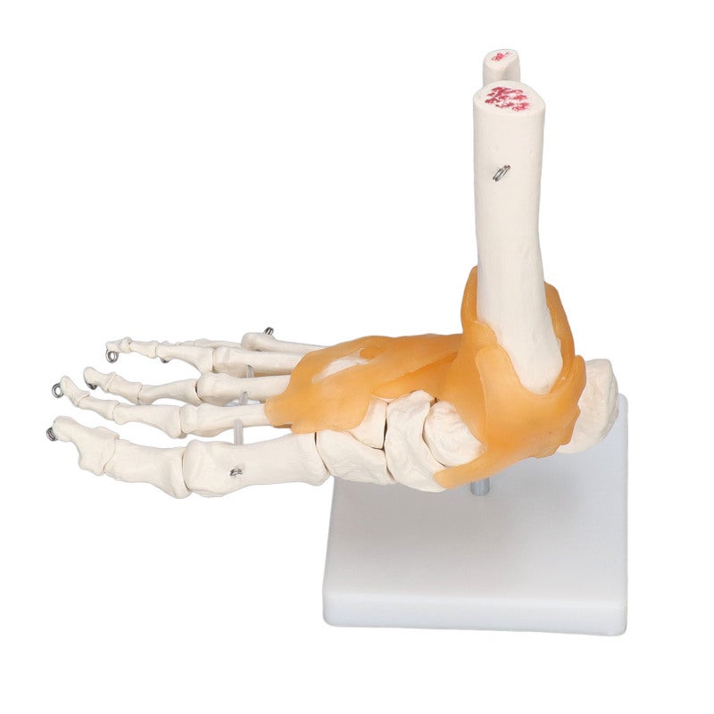 1:1 Life Size Anatomical Foot Skeleton - Accurate Flexible Durable Anatomical Foot Model for Anatomy Students Art Reference Medical Teaching Halloween Decor - Image 2