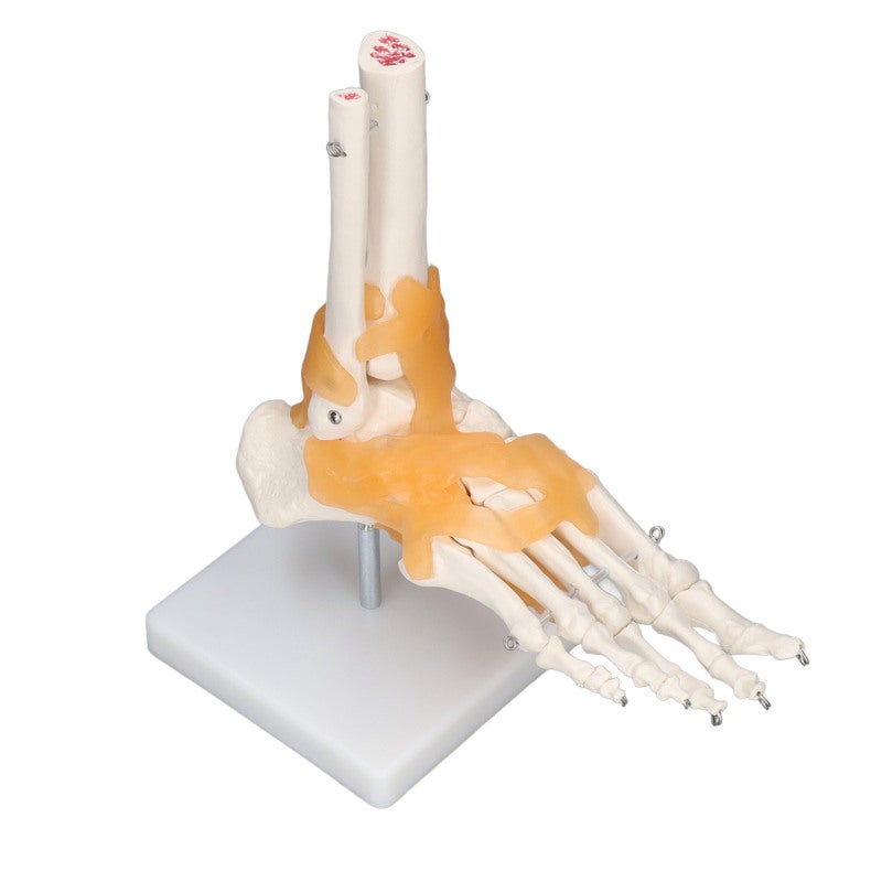 1:1 Life Size Anatomical Foot Skeleton - Accurate Flexible Durable Anatomical Foot Model for Anatomy Students Art Reference Medical Teaching Halloween Decor - Image 3