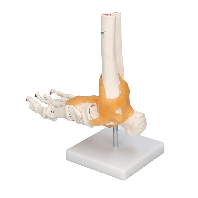 1:1 Life Size Anatomical Foot Skeleton - Accurate Flexible Durable Anatomical Foot Model for Anatomy Students Art Reference Medical Teaching Halloween Decor - Image 5