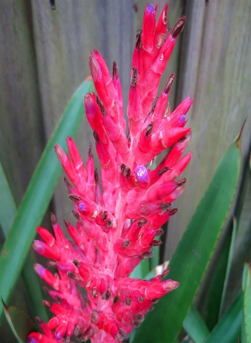 جي جوت 50 قطعة/كيس بذور بيلبيرجيا منتجة وسهلة الزراعة، شتلات زهور معمرة مزخرفة مناسبة للحديقة - بذور - Image 2