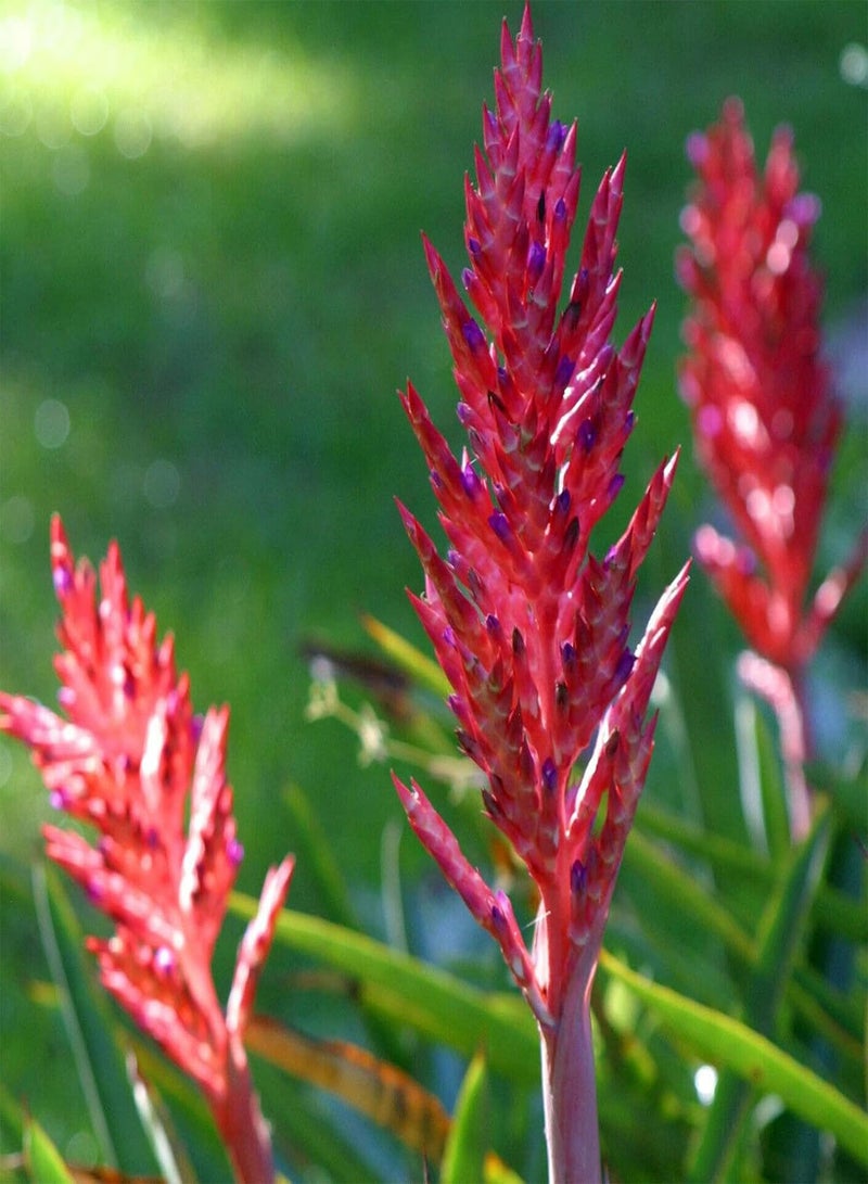 جي جوت 50 قطعة/كيس بذور بيلبيرجيا منتجة وسهلة الزراعة، شتلات زهور معمرة مزخرفة مناسبة للحديقة - بذور - Image 4