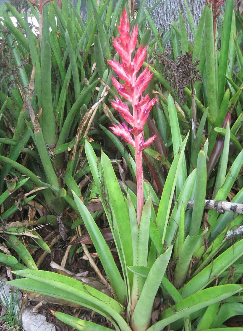 جي جوت 50 قطعة/كيس بذور بيلبيرجيا منتجة وسهلة الزراعة، شتلات زهور معمرة مزخرفة مناسبة للحديقة - بذور - Image 3