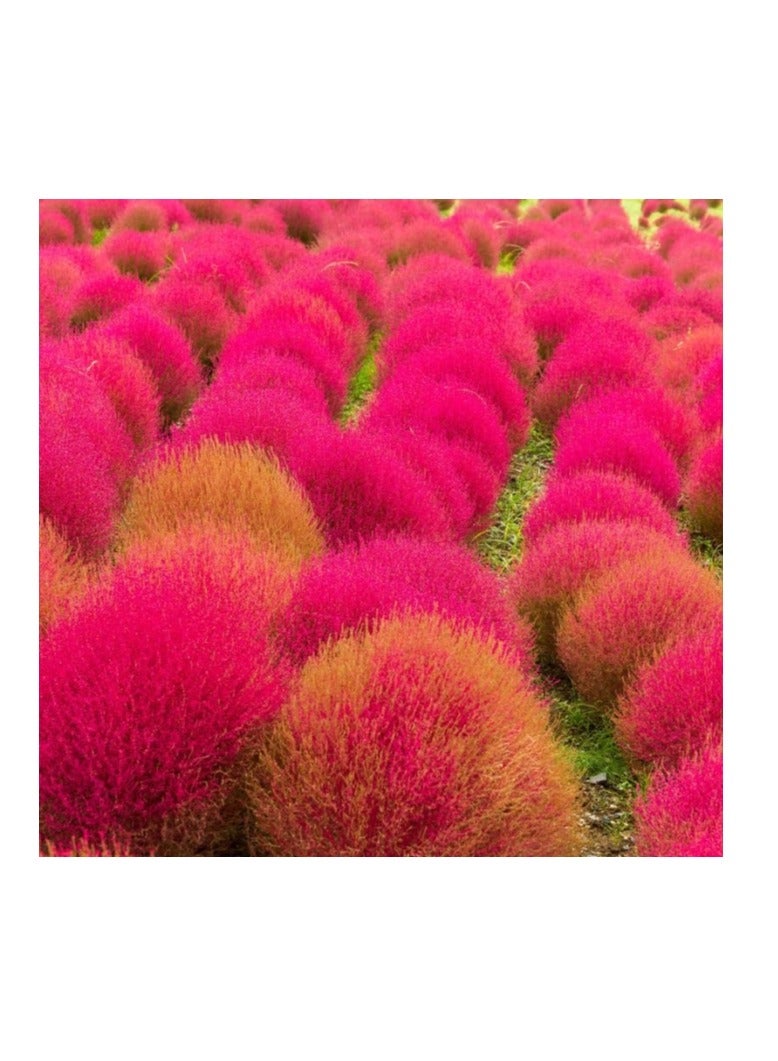 100 قطعة من بذور الكوشيا السرو الصيفي كوشيا سكوباريا بذور قابلة للتكاثر باللون الأحمر - Image 1