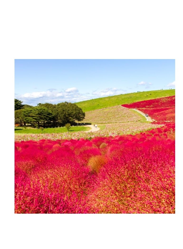 100 قطعة من بذور الكوشيا السرو الصيفي كوشيا سكوباريا بذور قابلة للتكاثر باللون الأحمر - Image 2