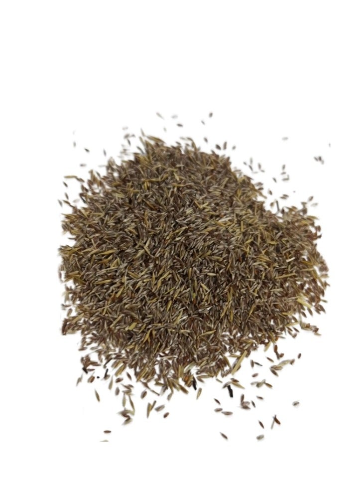 100 قطعة من بذور الكوشيا السرو الصيفي كوشيا سكوباريا بذور قابلة للتكاثر باللون الأحمر - Image 3