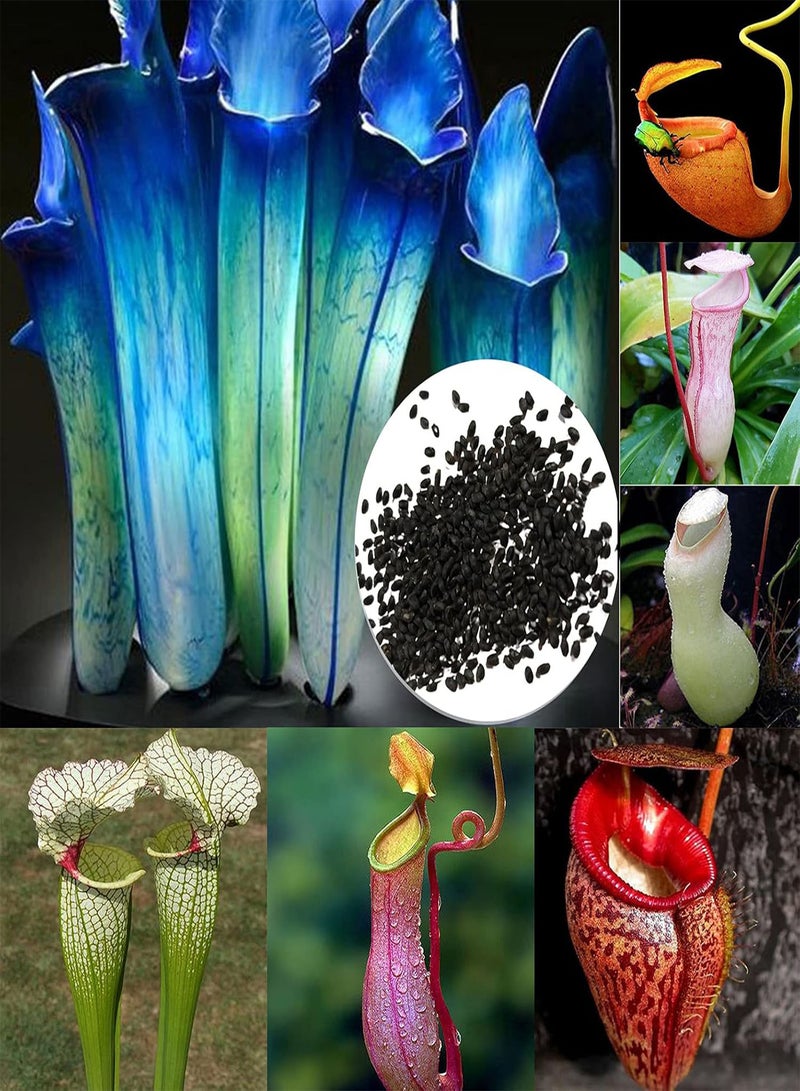 GGOOT 20Pcs/Bag Nepenthes Seeds,Tropical High Germination Rate Multi-Color Rare Pitcher Plant Seeds for Home Planting Garden Yard Outdoor Pink Nepenthes Seeds - Image 2
