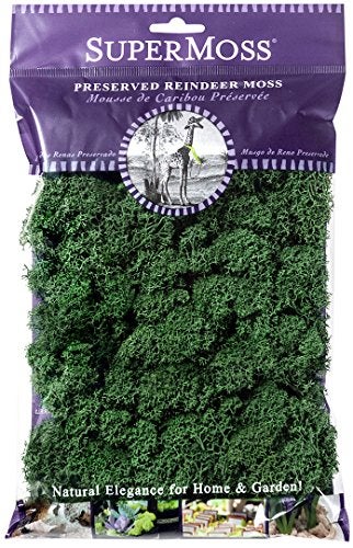 SuperMoss (21703) Reindeer Moss Preserved, Forest Green, 2oz - Image 5
