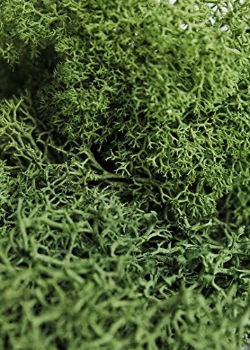 SuperMoss (21703) Reindeer Moss Preserved, Forest Green, 2oz - Image 4