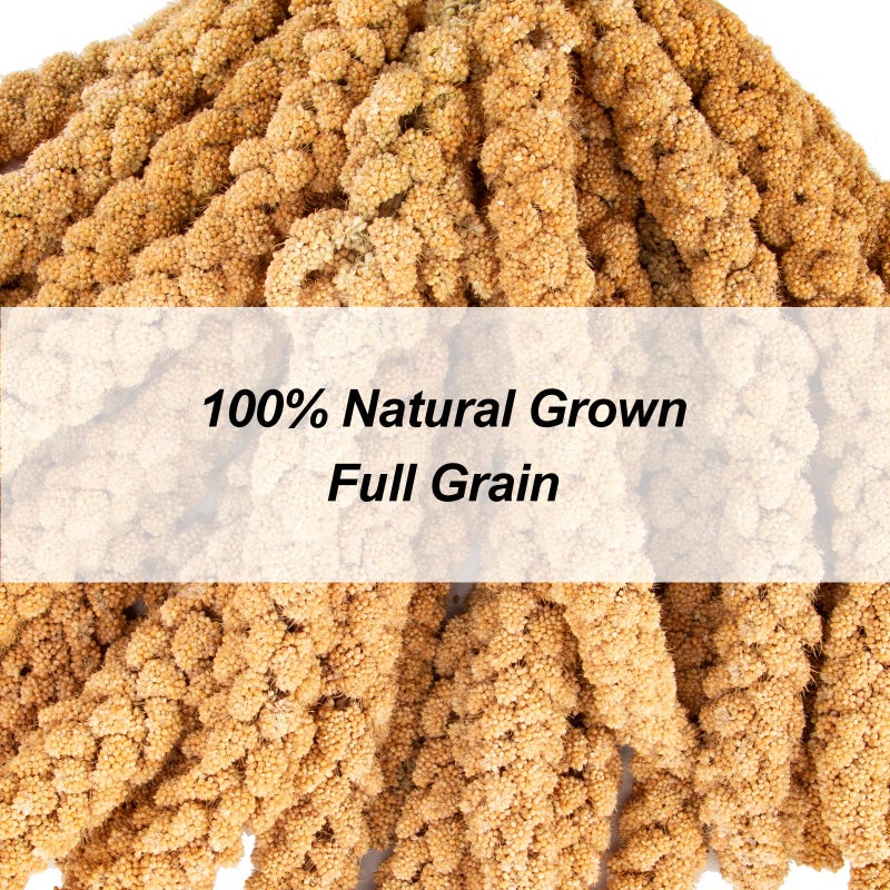 Amzey 5.5 LB Spray Millet for Parakeets, 100% Natural Dried Millet Grain for Birds, Non-GMO Bird Treat for Cockatiel, Finches, Parrots & Lovebirds - Image 3