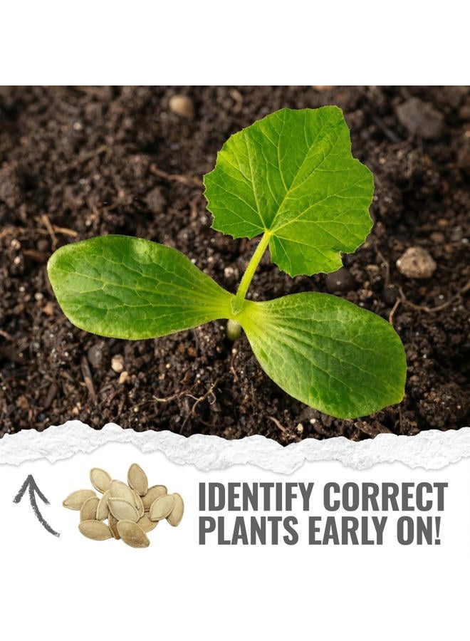 Seed Needs Pumpkin Seeds to Plant Specialty Spooky Blend |10+ Premium Varieties Lumina White, Baby Boo, Blue Jarrahdale, Cinderella & More! | Heirloom Non-GMO Untreated | Bulk - Image 5