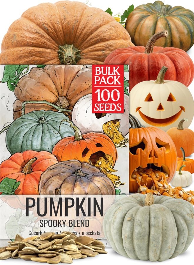 Seed Needs Pumpkin Seeds to Plant Specialty Spooky Blend |10+ Premium Varieties Lumina White, Baby Boo, Blue Jarrahdale, Cinderella & More! | Heirloom Non-GMO Untreated | Bulk - Image 1