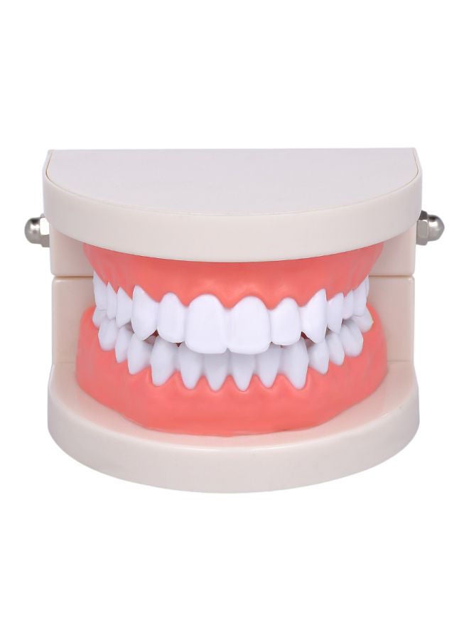 NIBEMINENT Resin Educational Dental Teeth Model White