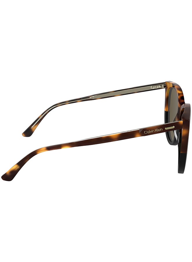 CALVIN KLEIN نظارات شمسية كاملة الإطار من أسيتات كالفن كلاين CK25508S 5516 (233) هافانا/أسود - Image 5