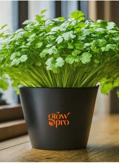 GROW Cilantro Calypso seeds  - Image 1