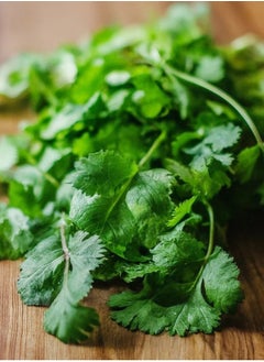 GROW Cilantro Calypso seeds  - Image 2