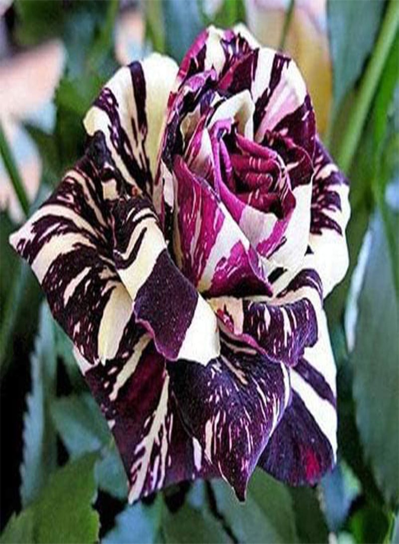 GGOOT Black Dragon Rose Flower Seeds, Beautiful Rare Flowers for Home Garden Planting Seeds by Heavy Torch (100 Seeds) - Image 1