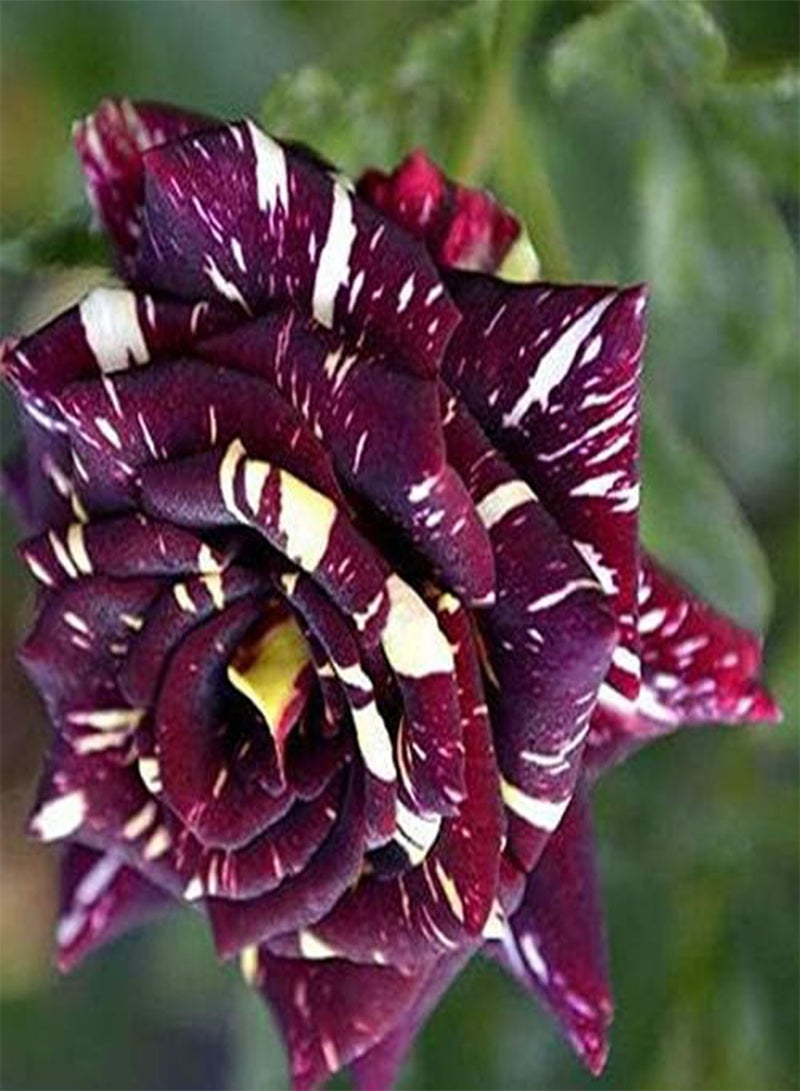 GGOOT Black Dragon Rose Flower Seeds, Beautiful Rare Flowers for Home Garden Planting Seeds by Heavy Torch (100 Seeds) - Image 4