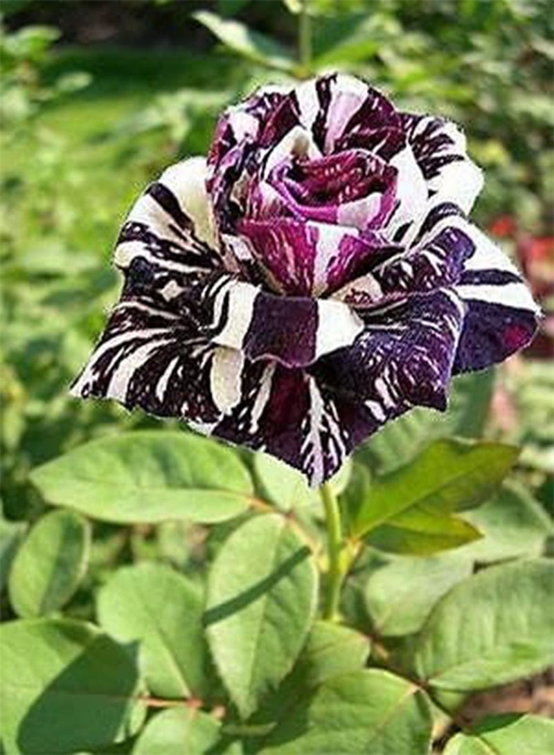 GGOOT Black Dragon Rose Flower Seeds, Beautiful Rare Flowers for Home Garden Planting Seeds by Heavy Torch (100 Seeds) - Image 2
