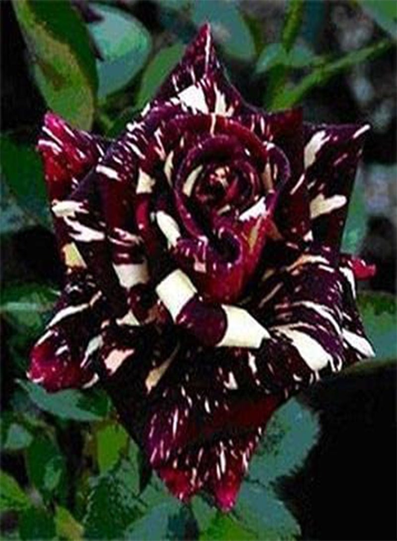 GGOOT Black Dragon Rose Flower Seeds, Beautiful Rare Flowers for Home Garden Planting Seeds by Heavy Torch (100 Seeds) - Image 3