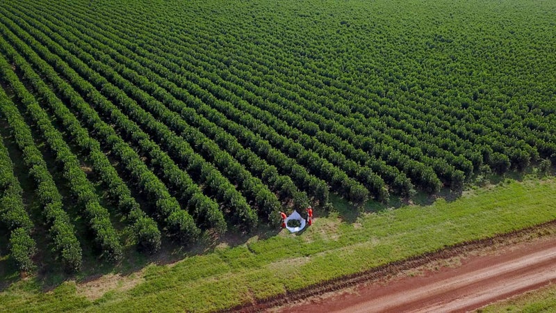 Taragui Yerba Mate Original with stems 2.2 lbs/1 kg - Image 4