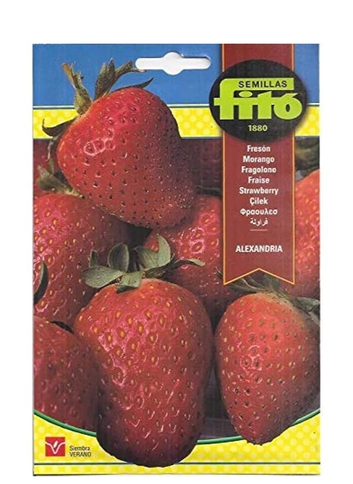 Euro Garden Euro Garden Premium Quality Strawberry Seeds 1 G, Multicolor 
