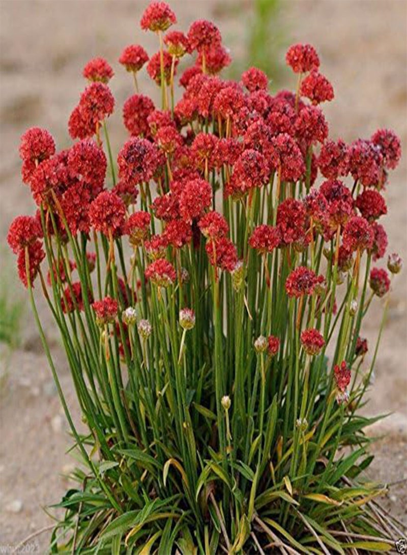 GGOOT MIX color Drumstick Thrift,, (Flower Seed) Great for Cut flowers(50 Seeds) - Image 2
