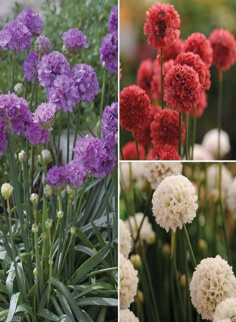 GGOOT MIX color Drumstick Thrift,, (Flower Seed) Great for Cut flowers(50 Seeds) - Image 1